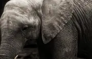 Namibie : une femme tuée par un éléphant qu'elle croyait mort après des tirs de villageois