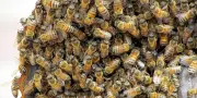 Neuf adultes piqués par un essaim d'abeilles : des réactions cliniques très variables