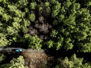 Nématode du pin à Angresse : pas de nouvelle zone d'infestation malgré un cas détecté