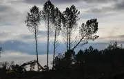 Nématode du pin : un nouvel arbre contaminé détecté à Angresse dans les Landes