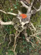 Pessac anime mars avec ateliers Land art et jardinage pour familles