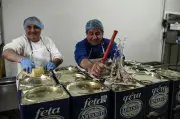 Épizootie en Grèce : 480 000 ovins abattus, la production de feta menacée