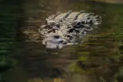 Pluies record en Australie : le nord infesté par une invasion de crocodiles