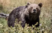 Pyrénées : la population d'ours croît mais la consanguinité menace son avenir