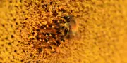 Robin Mugnier révèle l'exploitation des abeilles dans l'agriculture mondialisée