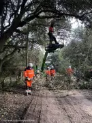 Saint-Georges-d'Oléron lance une campagne d'élagage pour prévenir les incendies