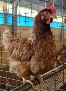 Sauvetage de poules de réforme Lohmann à Sainte-Nathalène ce samedi