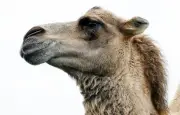Scandale de chirurgie esthétique sur des chameaux disqualifiés d'un concours de beauté à Oman