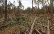 Tempête Nils dans les Landes : les forêts relativement épargnées mais des communes inquiètes