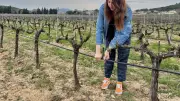 Trois vigneronnes du Gard rhodanien brisent les clichés dans un métier masculin