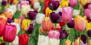 Tulipes contre le cancer : 60 000 bulbes plantés à Puilboreau pour la recherche pédiatrique