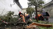 Un arbre s'effondre sur un trottoir à Montpellier après les fortes pluies hivernales