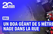 Un boa géant filmé nageant dans les rues inondées de Bali après les pluies torrentielles