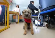 Un chien de médiation en classe au lycée Wlérick : des bienfaits immédiats pour les élèves