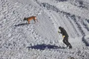Un chien miraculé sauvé par des alpinistes après neuf jours perdus dans les montagnes grecques