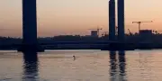 Un dauphin dans la Garonne : un phénomène rarissime qui se répète à Bordeaux