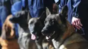 Un jeune homme jugé pour abandon volontaire après la mort de sa chienne malinoise à Montpellier