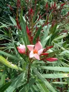 Un octogénaire de Dax suspecté d'avoir empoisonné sa femme avec du laurier-rose