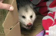 Un opossum sauvage se cache parmi les peluches dans une boutique d'aéroport en Tasmanie