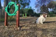 Un parc canin de 1.100 m² avec parcours d'agilité inauguré à Cagnes-sur-Mer