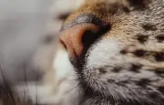 Un Sétois menacé d'amende et de prison pour son chat adopté illégalement