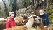 Un troupeau de lamas pour l'entretien écologique des terrains au Vigan