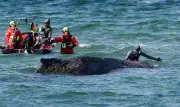 Une baleine à bosse s'échappe d'un banc de sable en Allemagne, mais son état reste critique