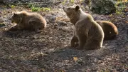 Une famille d'ours traverse les pistes de ski de Tavascan en Catalogne