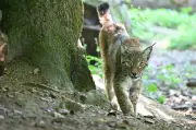 Une habitante du Bas-Rhin jugée pour avoir tué un lynx protégé dans son poulailler