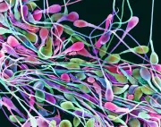 Une étude révèle que la fréquence d'éjaculation améliore la qualité des spermatozoïdes
