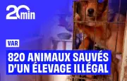 Var : 820 animaux sauvés d'un élevage clandestin aux conditions effroyables