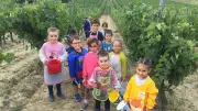 Vendanges pédagogiques : des écoliers découvrent le métier de vigneron dans l'Hérault