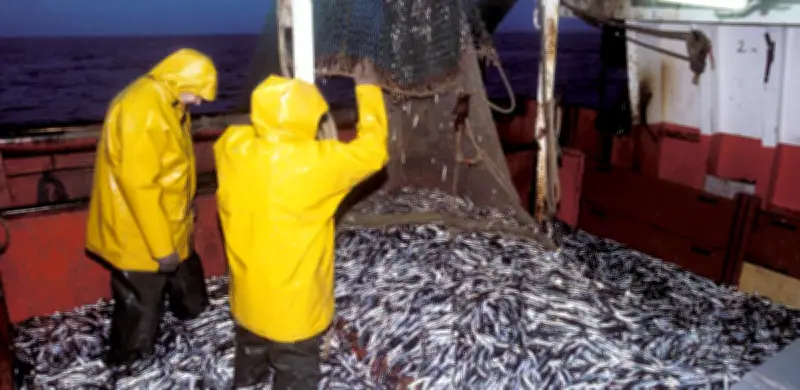 1994 : Le chalutier Laetitia saccagé à Fontarabie, crise de la pêche à l'anchois