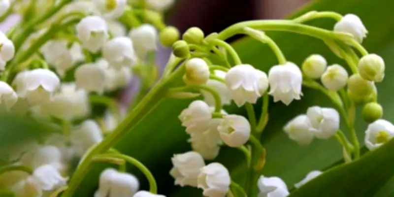 1er mai : travail, muguet et amour, les secrets d'une tradition