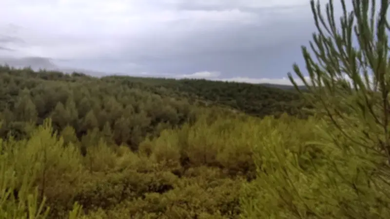 2 500 hectares brûlés près du Pic Saint-Loup : 15 ans après, le paysage transformé