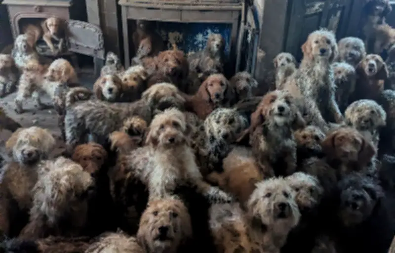 250 chiens entassés dans une maison au Royaume-Uni : une photo si choquante qu'elle semblait générée par IA