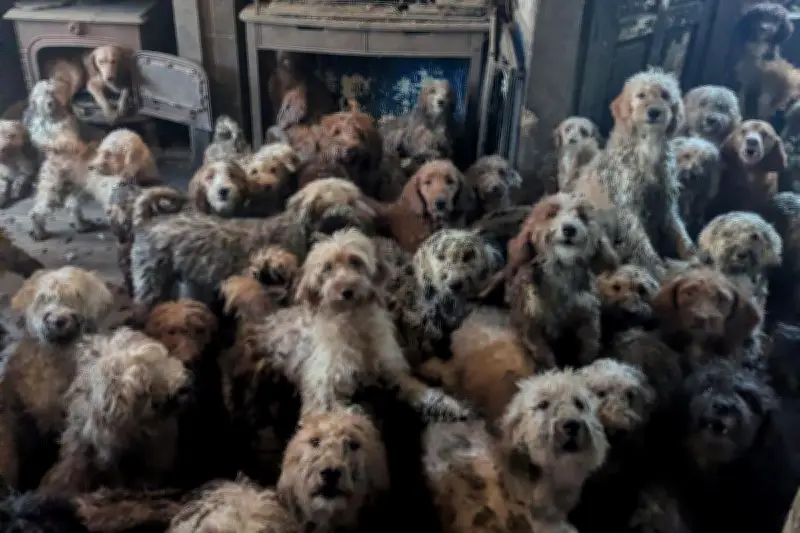250 chiens entassés dans une maison au Royaume-Uni : une photo si choquante qu'on l'a cru générée par IA