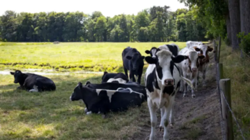 300 vaches meurent en Suisse : un agriculteur accuse les panneaux solaires de son étable