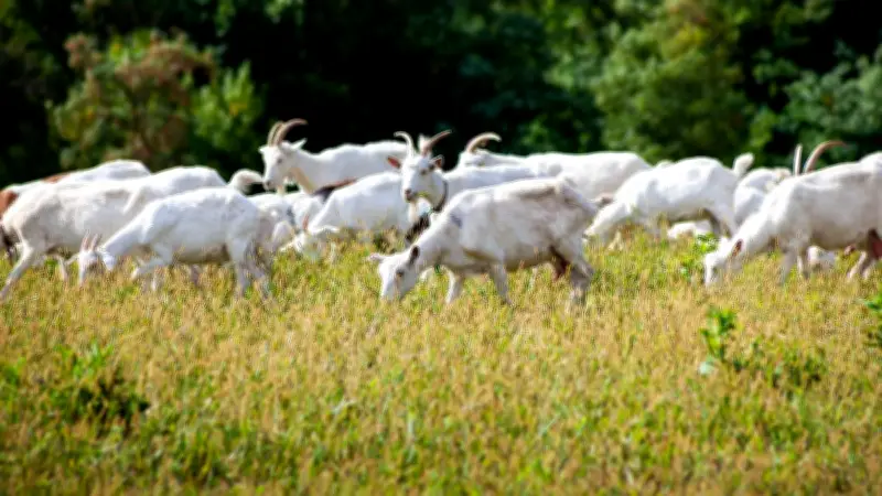 70 chèvres et brebis disparaissent mystérieusement à Tuchan