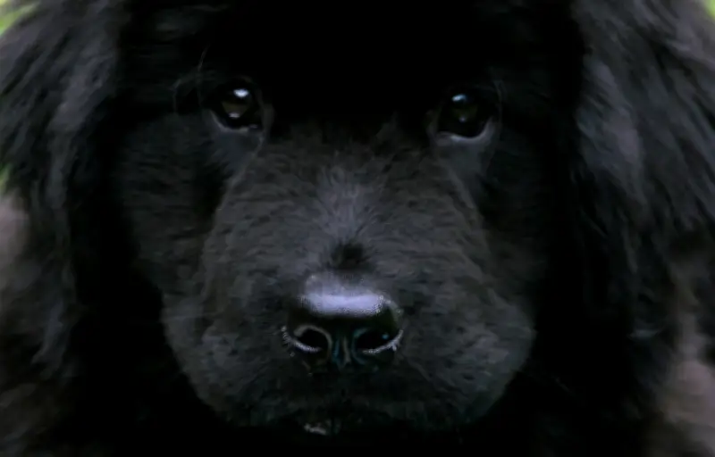 À 96 ans, une Américaine jardine avec l'aide d'un Terre-Neuve sur TikTok