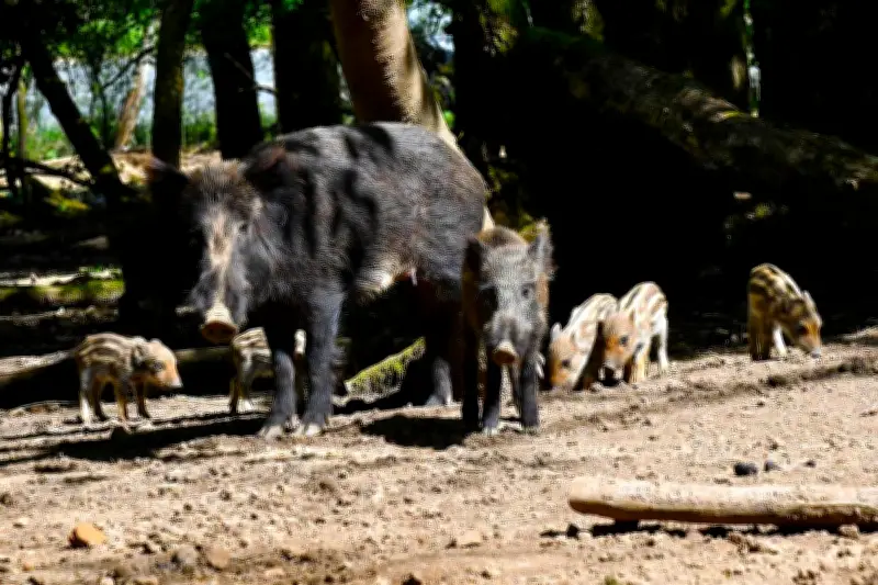 Abattage de 160 animaux à Mazeyrolles : la préfecture de Dordogne agit après des manquements répétés