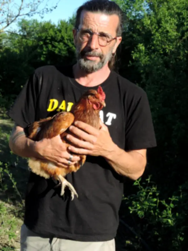 Abattage de 900 poules bio contesté : les éleveurs défendent leur dernier poulailler