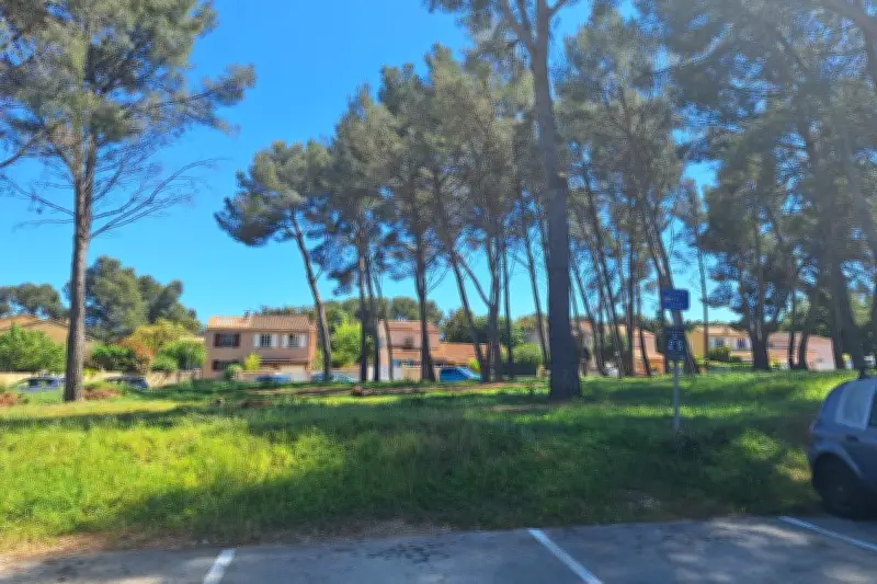 Abattage de pins à La Seyne : la mobilisation des riverains suspend le chantier