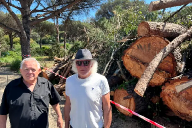 Abattage de pins parasols à Sainte-Maxime : l'ASL indignée