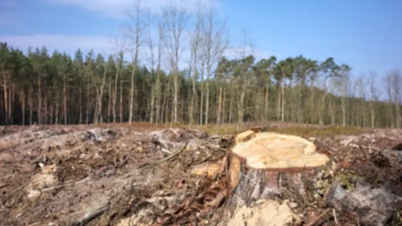 Abattage illégal d'arbres centenaires à Lannion : la colère des riverains