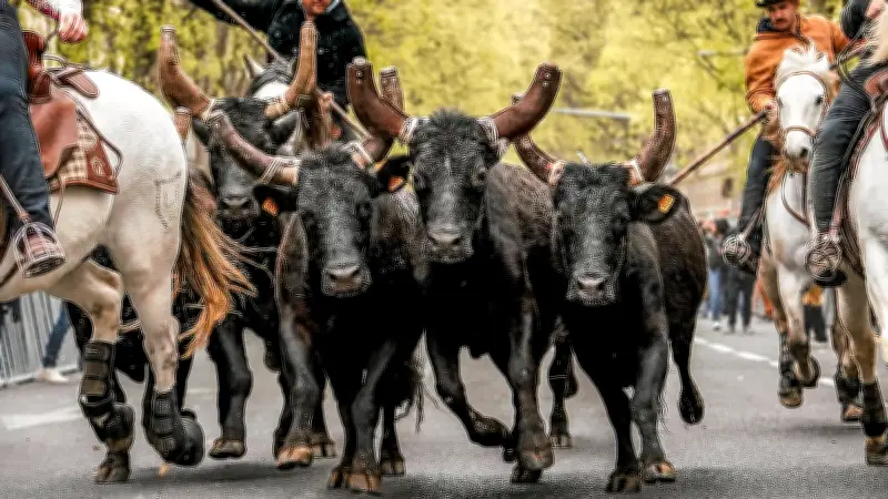 Abrivado printanière à Nîmes : un spectacle familial sous un ciel menaçant