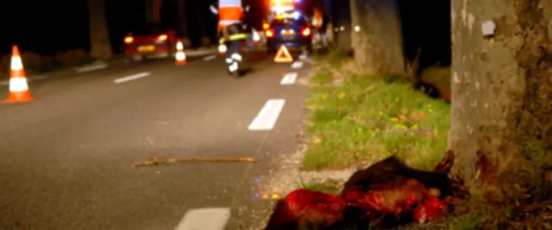 Accident spectaculaire : un scooter et un utilitaire s'embrasent après un choc avec un sanglier