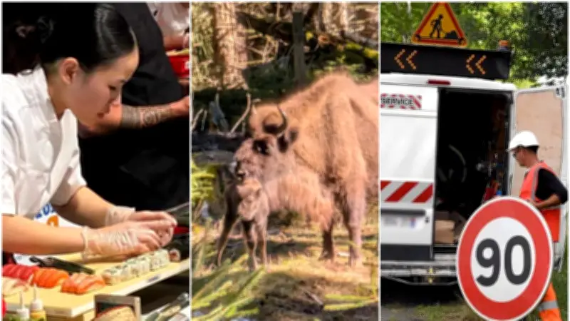 Actualités régionales : bison en Lozère, sushi catalan et vitesse limitée