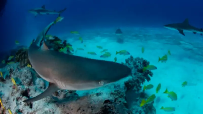 ADN environnemental : l'Université de Montpellier traque les requins