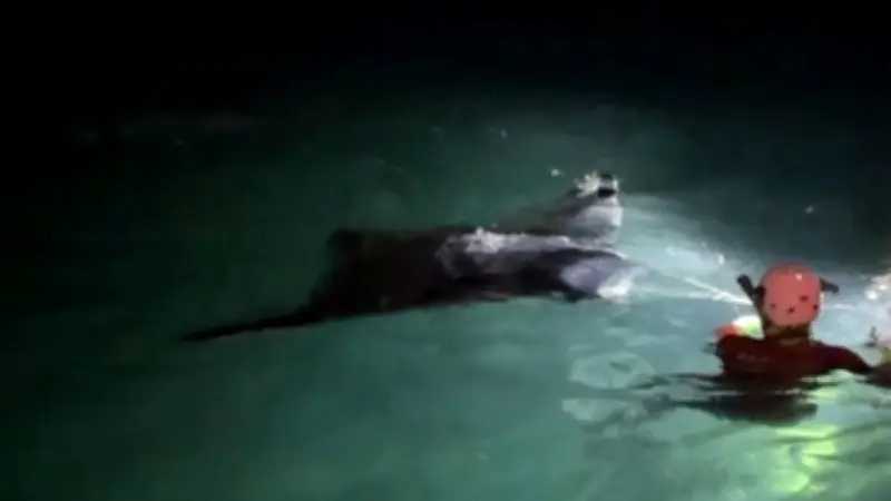 Afflux massif de raies mobula sur le littoral héraultais : les spécialistes s'alarment